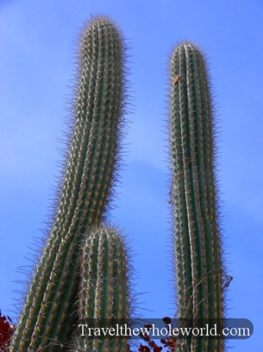 Puerto Rico Cactus