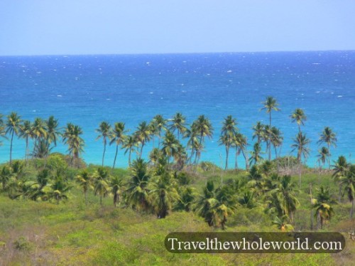 Puerto_Rico_Guanica_Palms
