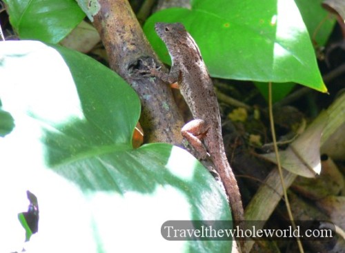 Puerto Rico Lizard