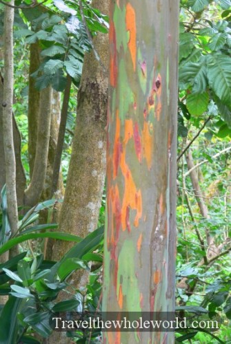 Puerto Rico Colorful Bark