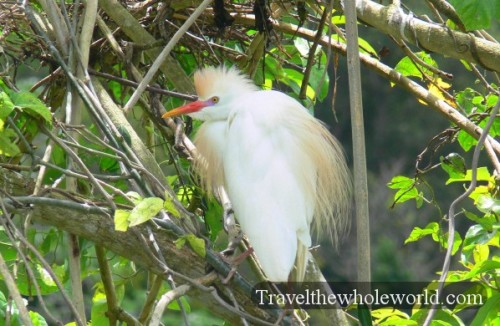 Puerto_Rico_White_Bird