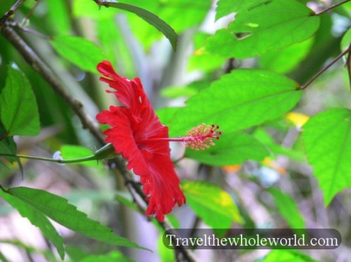 Puerto Rico El Yunque Flower