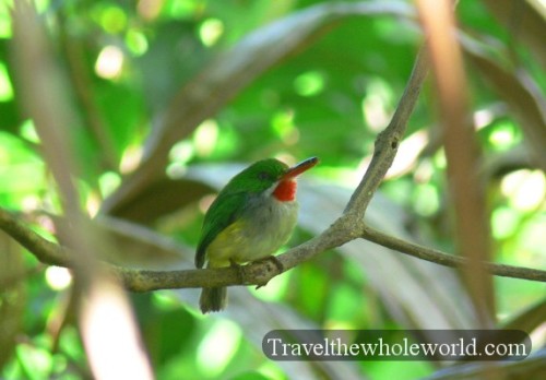 Puerto Rico Bananaquit