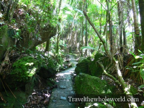 Puerto Rico Yunque Hiking Trail