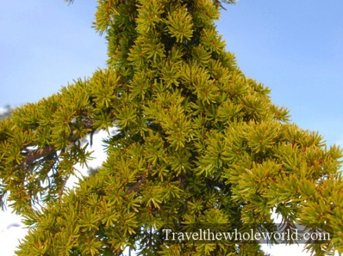 Washington Cascades Tree