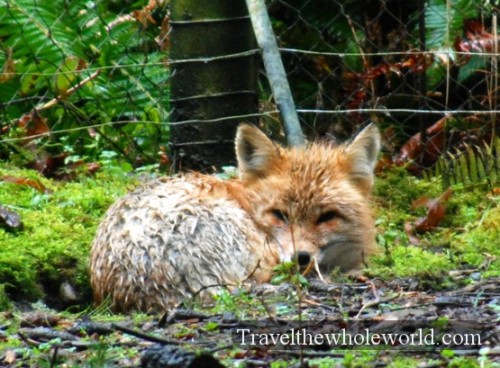Washington Northwest Trek Red Fox