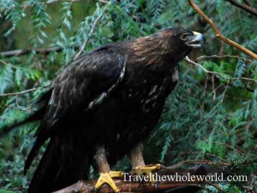 Washington Northwest Trek Golden Eagle