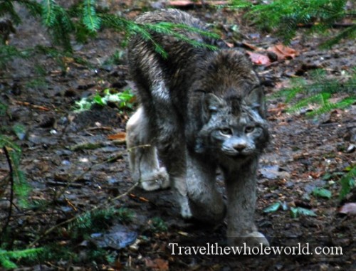 Washington Northwest Trek Lynx