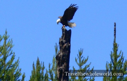 Yellowstone Bald Eagle