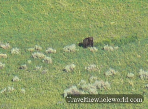 Yellowstone Grizzly Bear