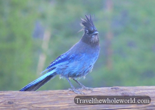 Yellowstone Stellar's Jay Blue Bird
