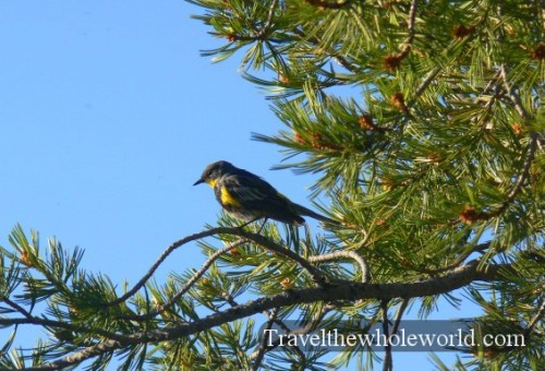 Yellowstone Yellow Bird