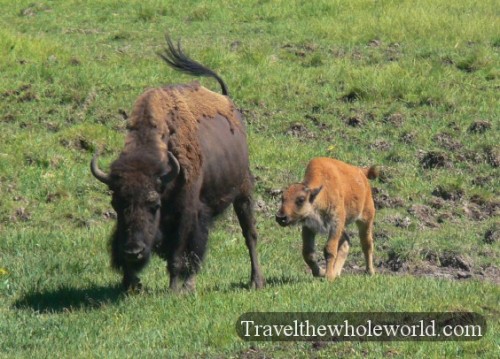 Yellowstone Bison Calf