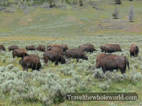 Yellowstone Bison Herd