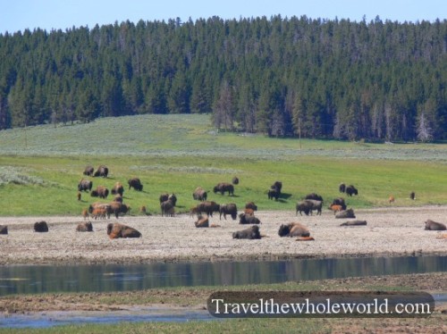 Yellowstone Bison Herd