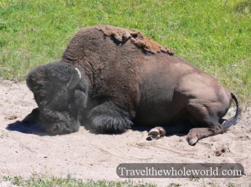 Bison