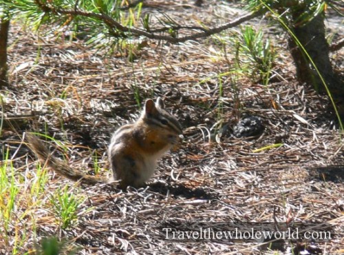 Yellowstone Chipmonk