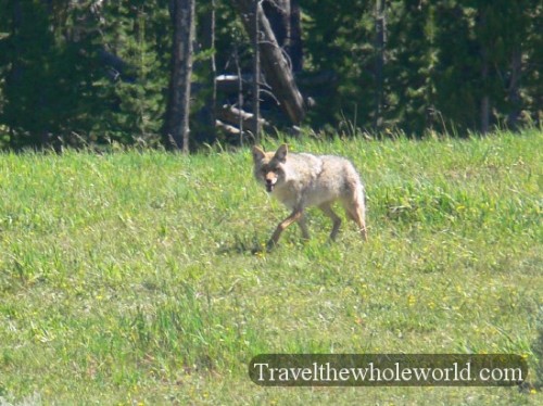 Yellowstone Coyote