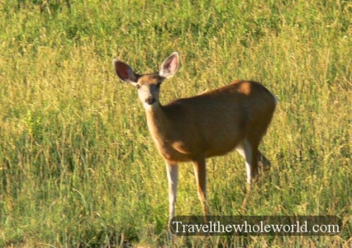 Yellowstone Deer
