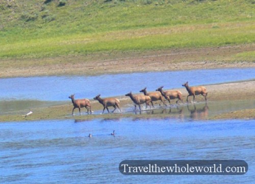 Yellowstone Elk