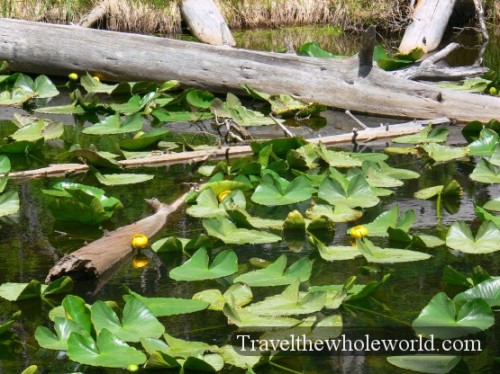 Yellowstone Lilypads