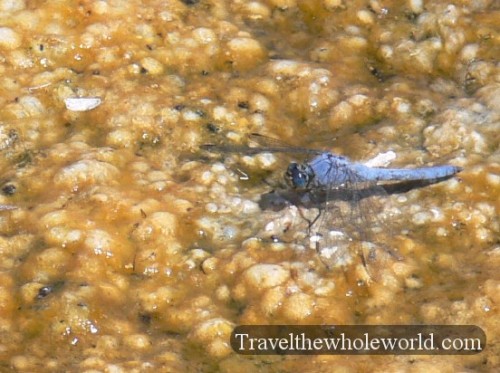 Yellowstone Dragonfly Spring