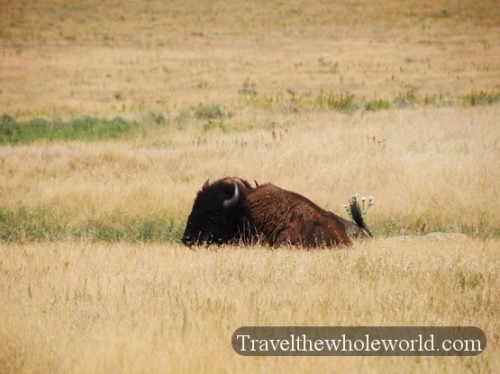 kansas Tallgrass Prairie Bison