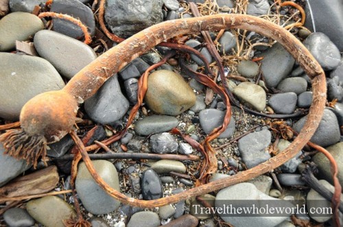 California Crescent City Weird Plant