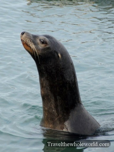 California Crescent City Sea Lion