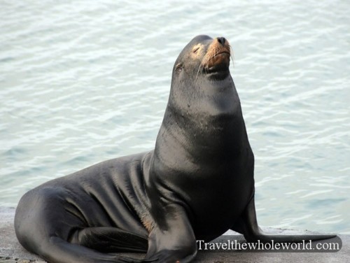 California-Crescent-City-Seal6