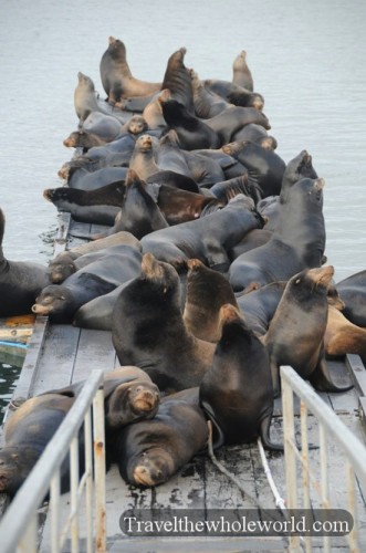 California Sea Lions Taking Over the Docks