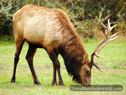 Bull Elk