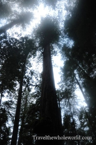 California Redwoods