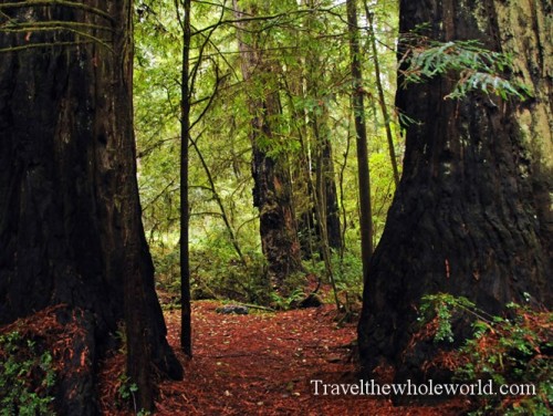 California-Redwoods-Giants2