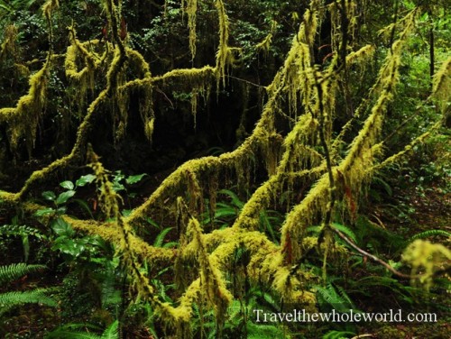 California Moss Trees