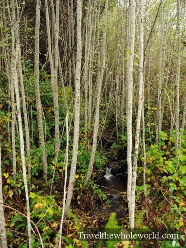 California Redwoods Small Trees High Elevations