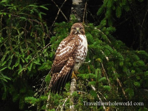 California-Redwoods-Red-Tailed-Hawk