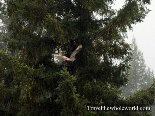 California Redwoods Red Tailed Hawk