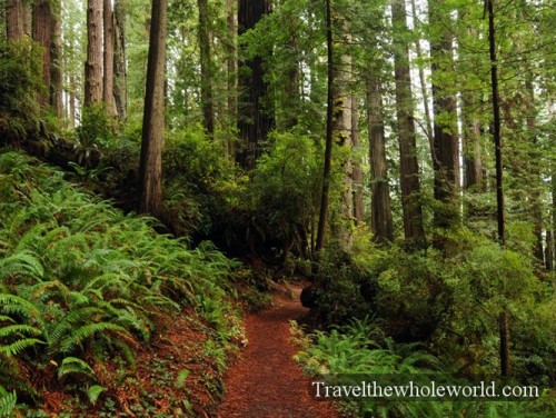 California Redwoods Trail