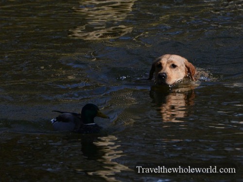 English Park Duck Hunting