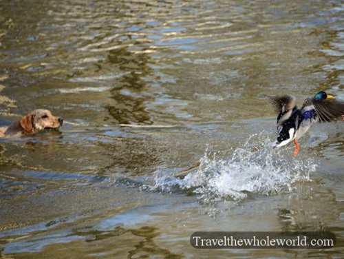 Duck Hunting
