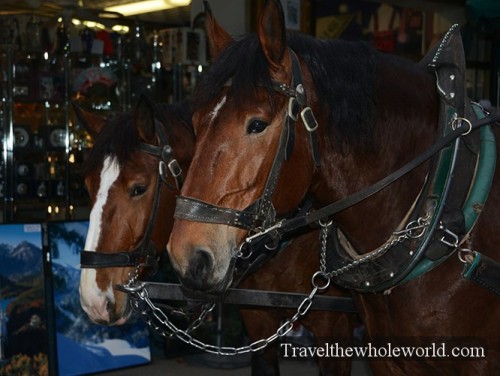 Germany Neuschwanstein Castle Horses