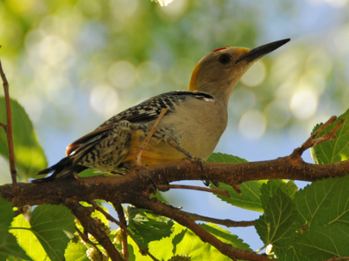 Texas Big Bend Bird