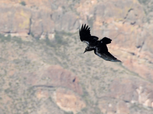 Texas Big Bend Bird Black