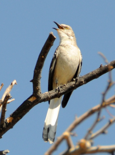 Texas Big Bend Bird