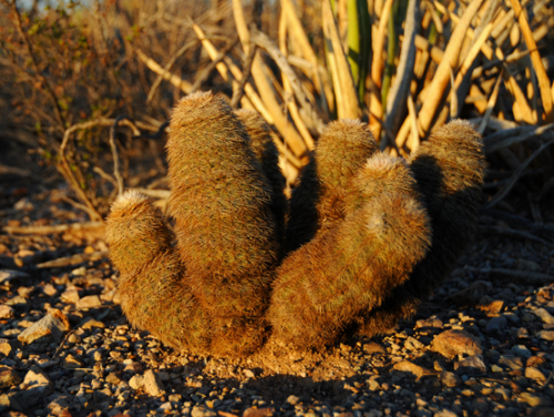Texas Big Bend Cactus
