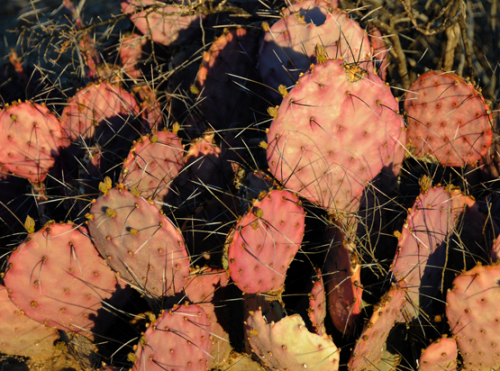 Texas Big Bend Cactus Purple