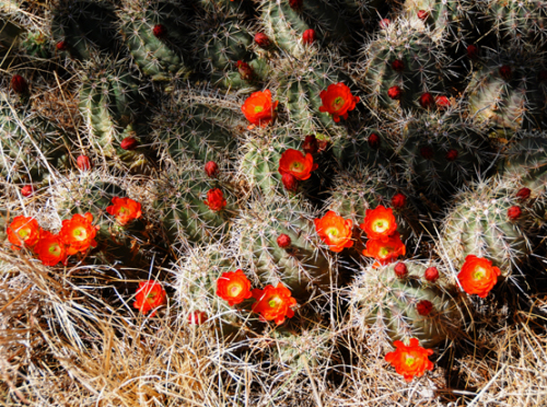 Texas Big Bend Cactus Strawberry