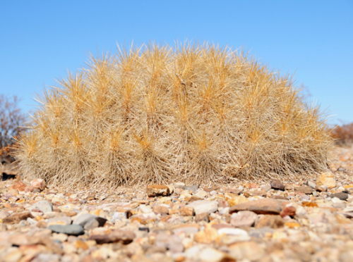 Texas Big Bend Cactus