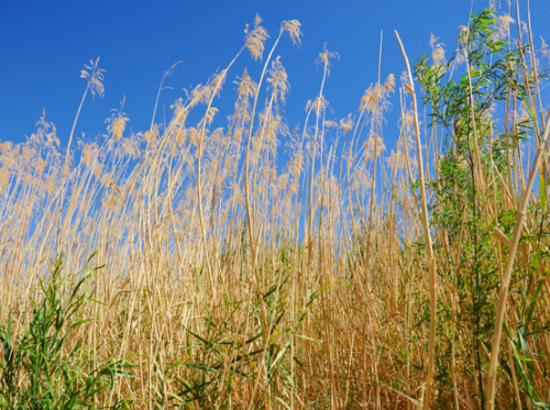 Texas Big Bend Cat Tails